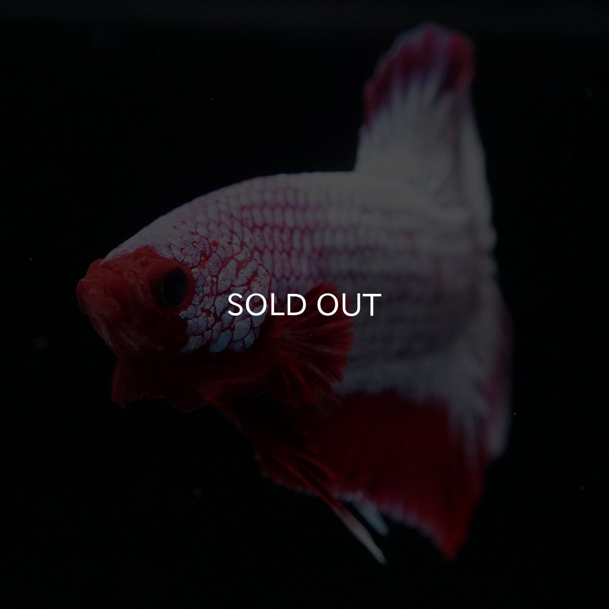 画像4: HMPK ヘルボーイ (4)