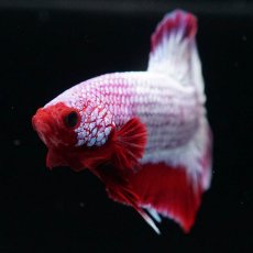 画像4: HMPK　ヘルボーイ (4)