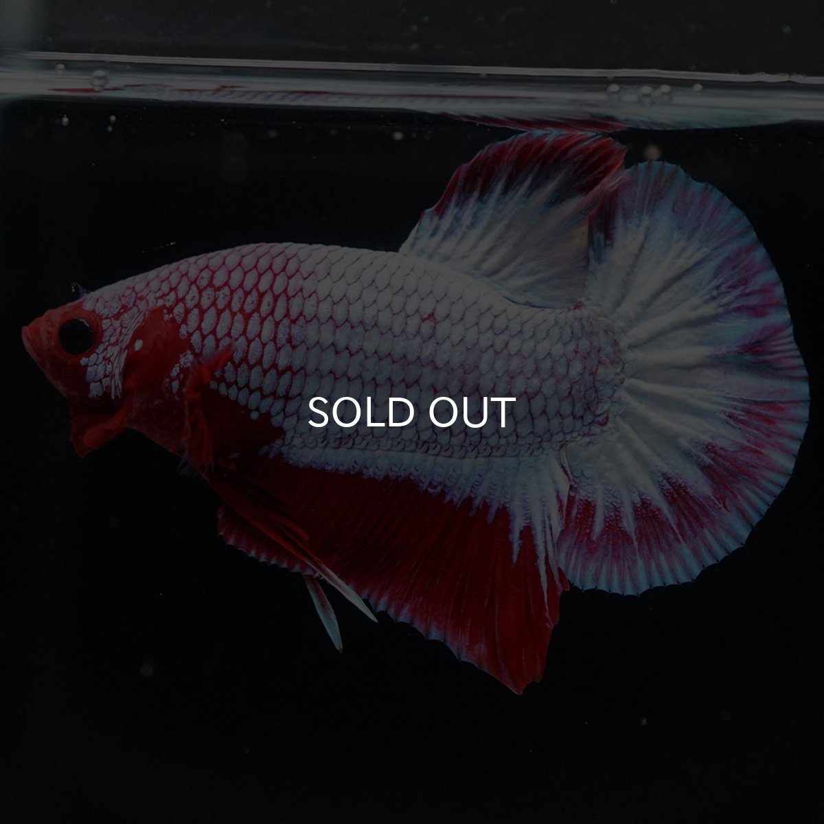 画像2: HMPK ヘルボーイ (2)