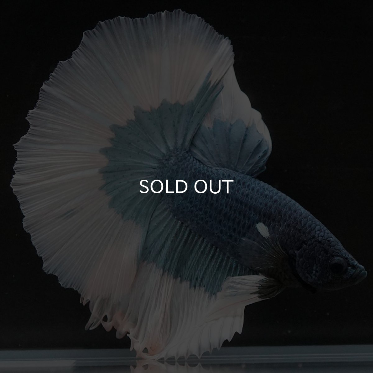 画像4: HM ブルーバタフライ (4)