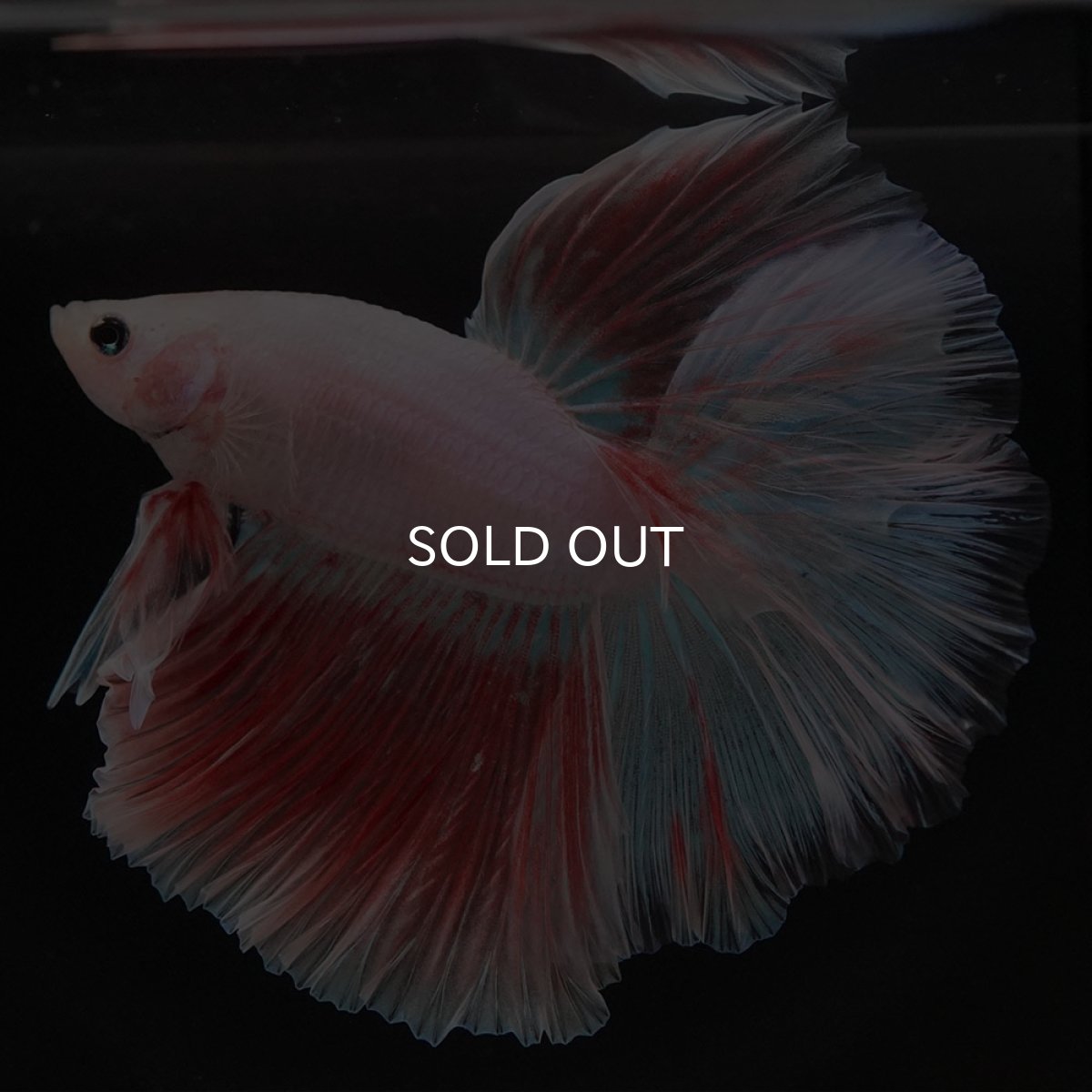 画像7: HM ファンシー (7)