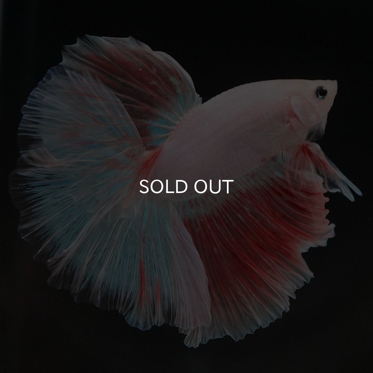 画像6: HM ファンシー (6)