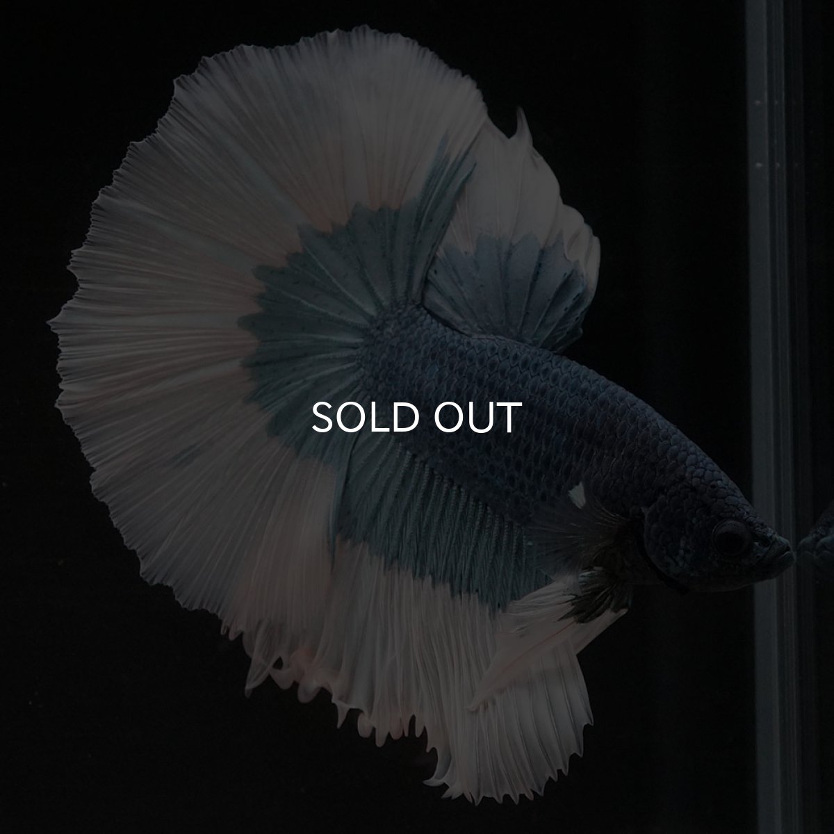 画像2: HM ブルーバタフライ (2)