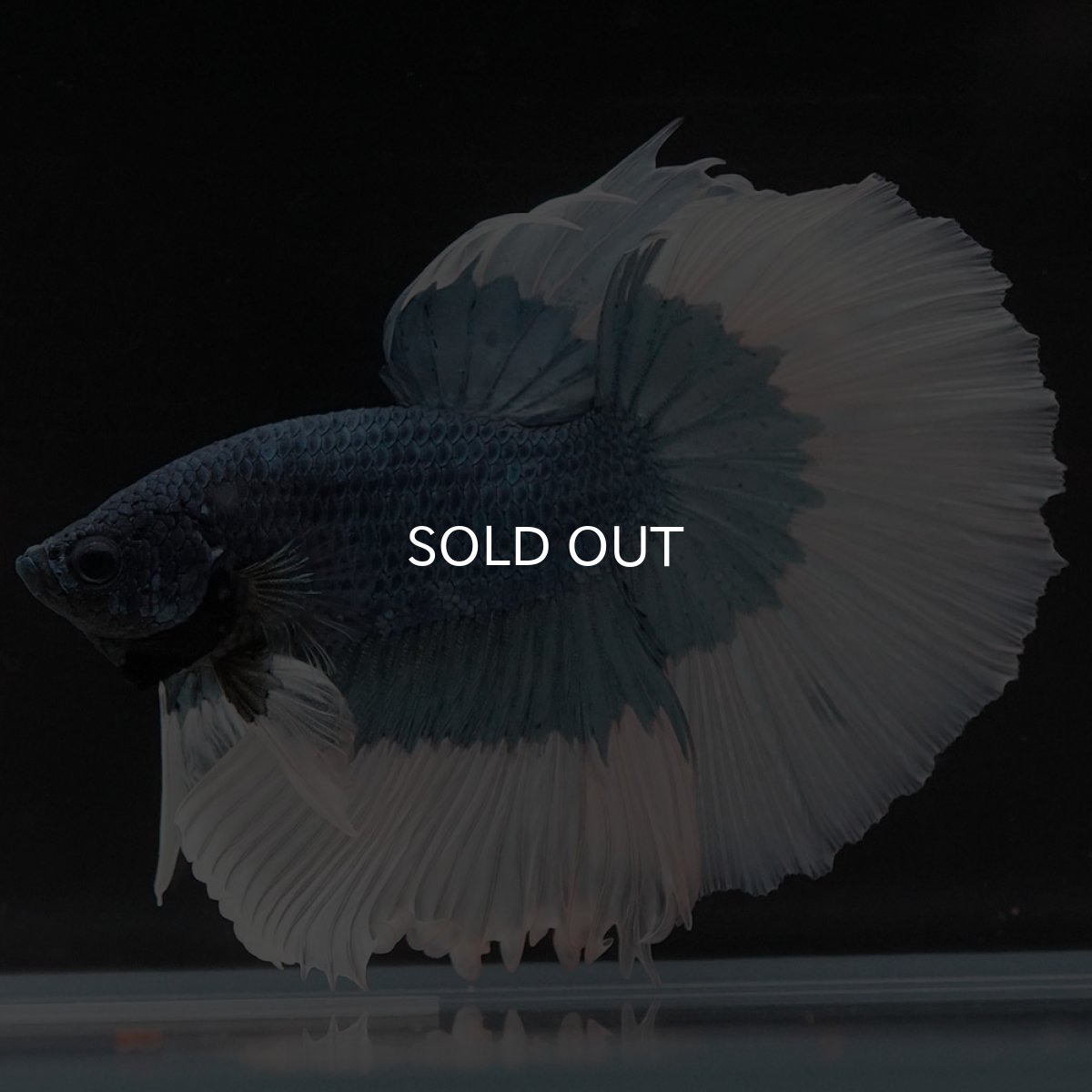 画像7: HM ブルーバタフライ (7)