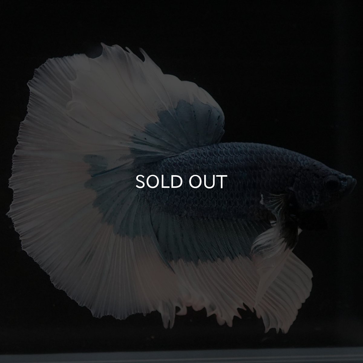 画像8: HM ブルーバタフライ (8)