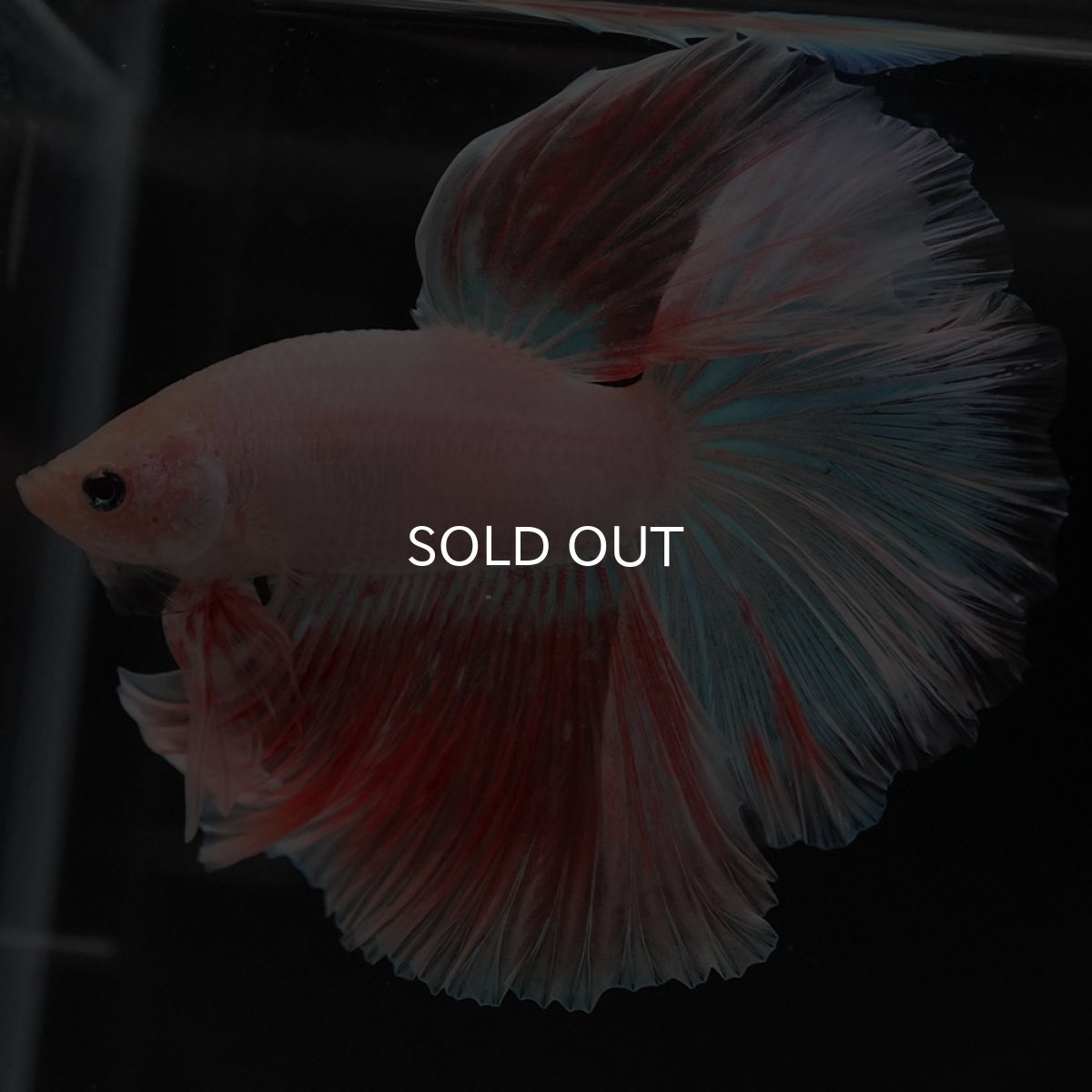 画像9: HM ファンシー (9)