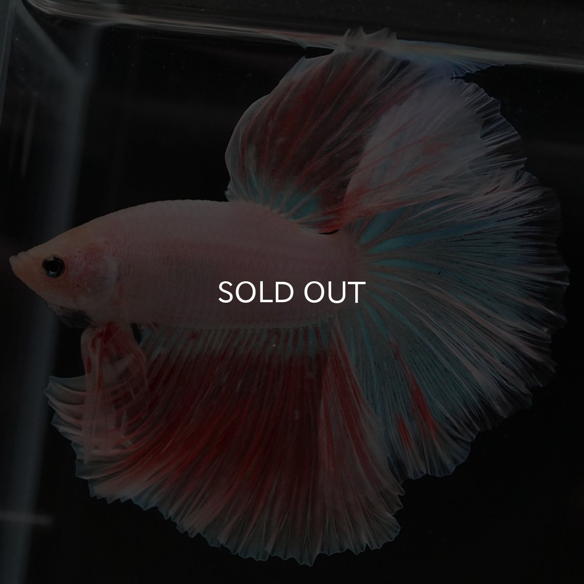 画像5: HM ファンシー (5)