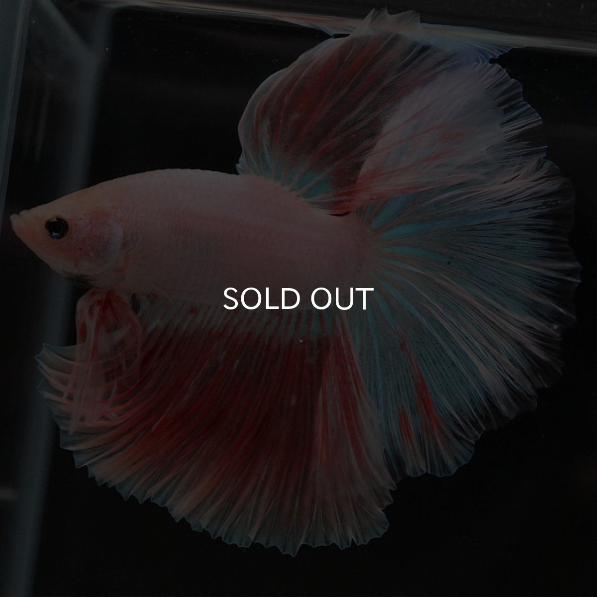 画像3: HM ファンシー (3)