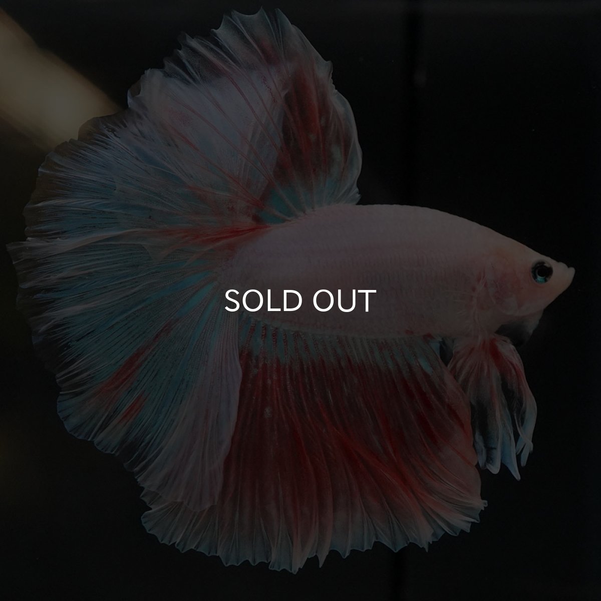 画像2: HM ファンシー (2)