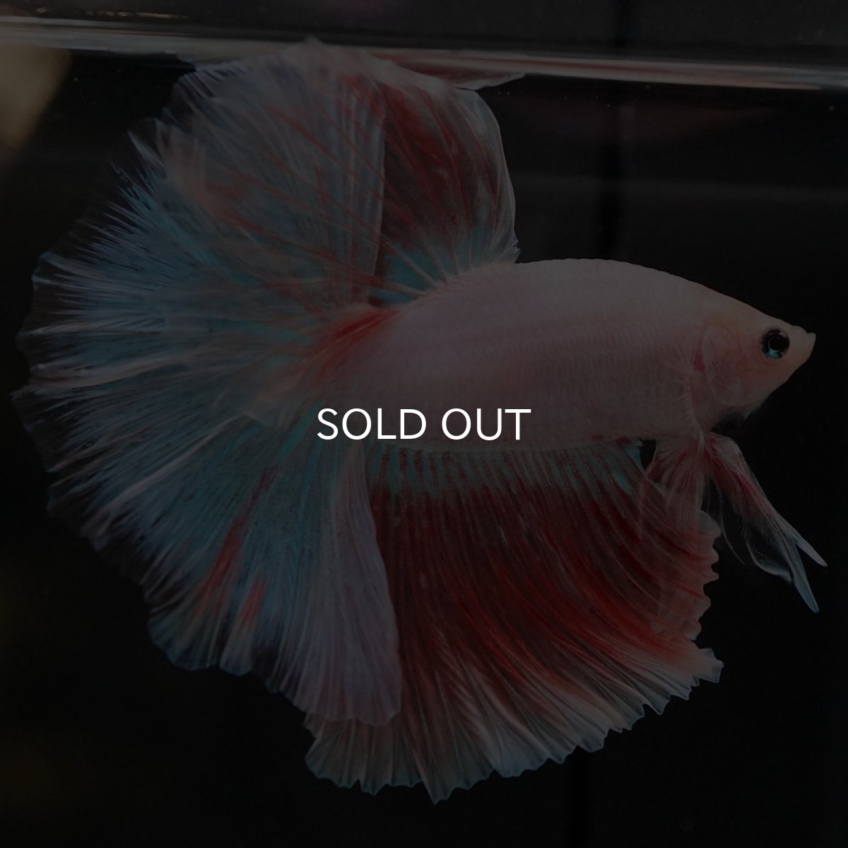 画像4: HM ファンシー (4)