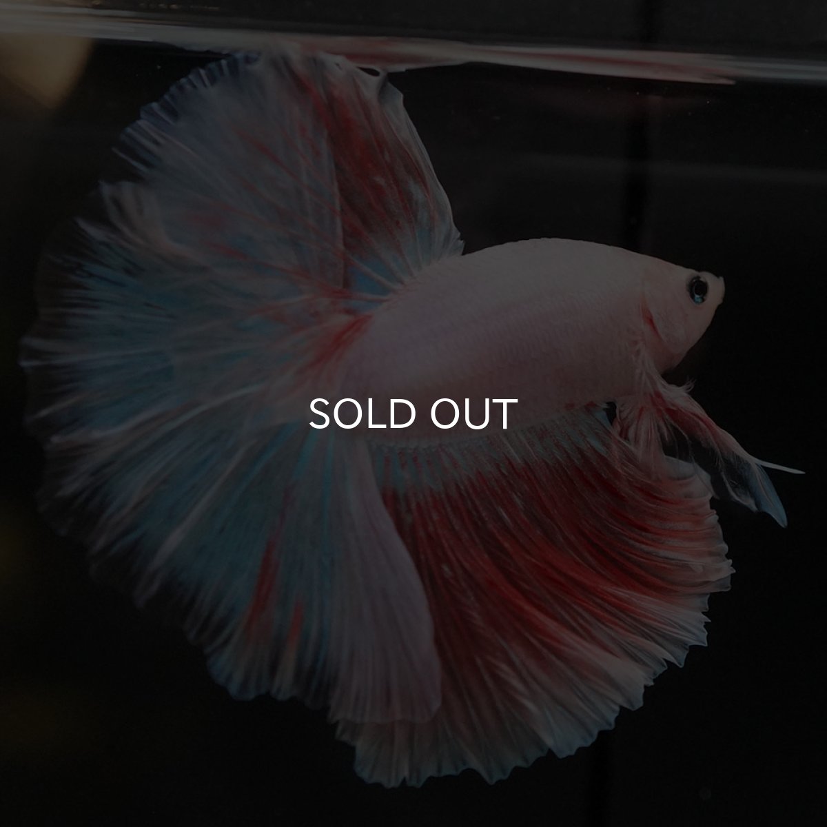 画像8: HM ファンシー (8)