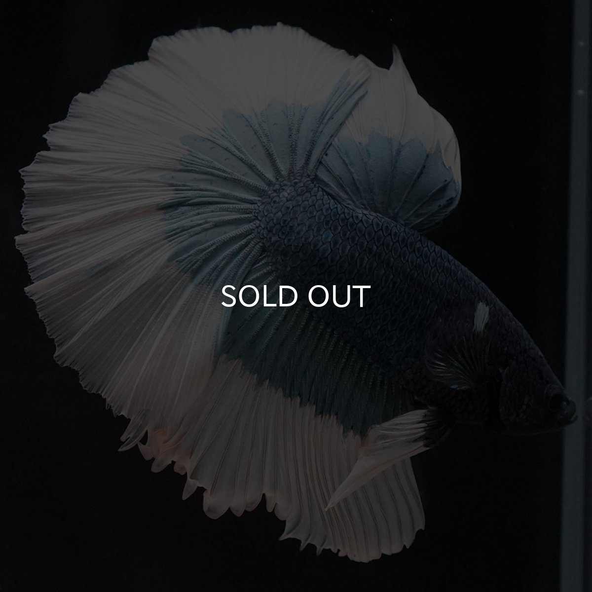 画像6: HM ブルーバタフライ (6)