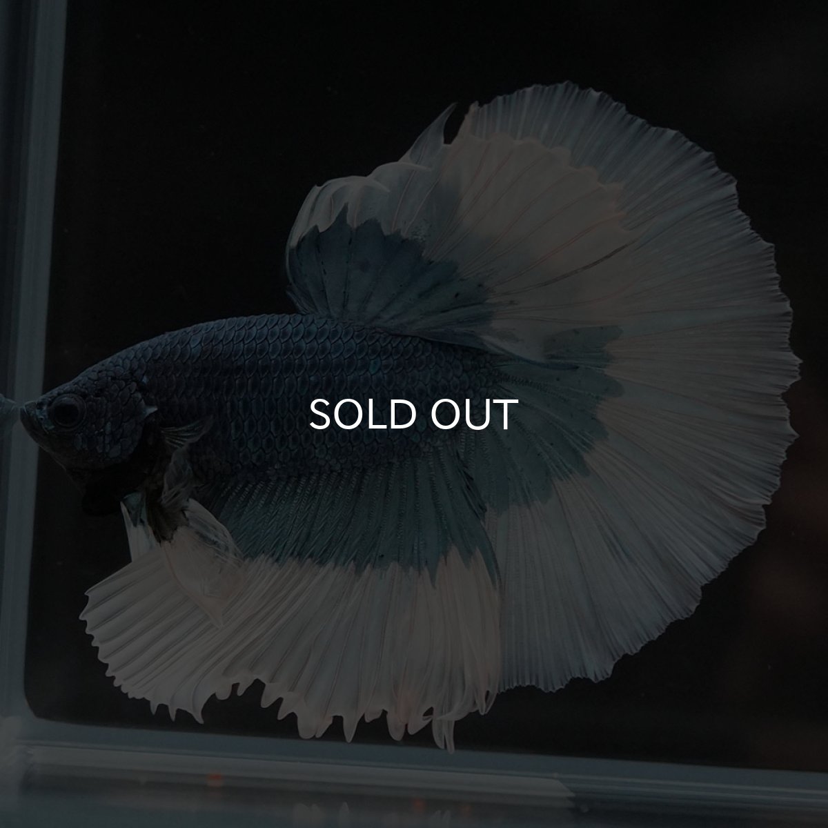 画像3: HM ブルーバタフライ (3)