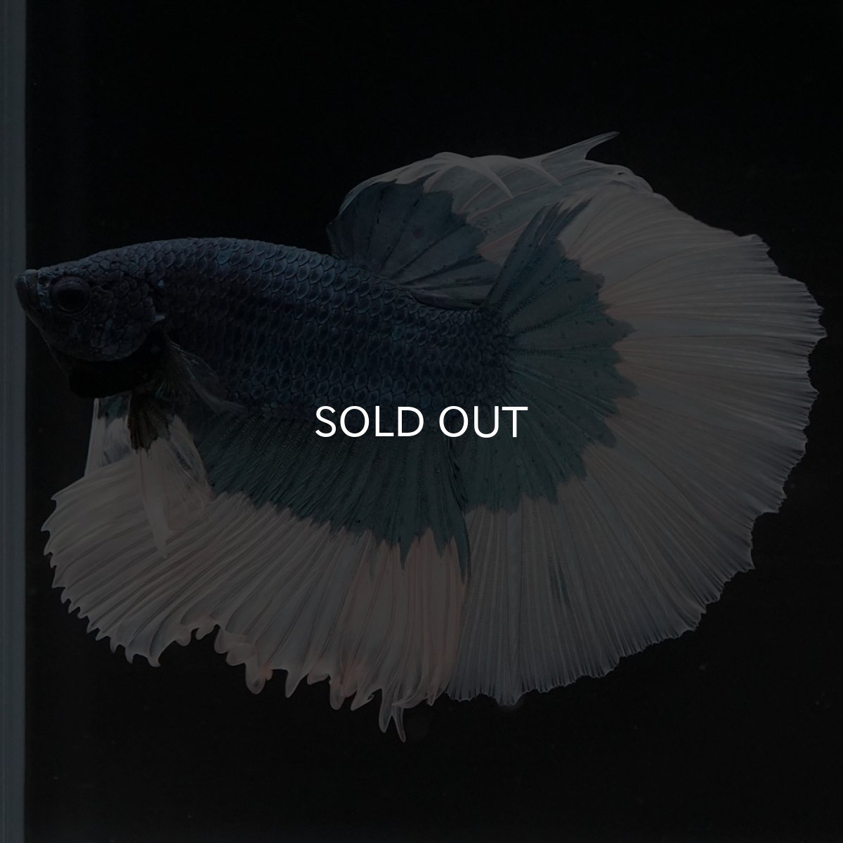 画像5: HM ブルーバタフライ (5)