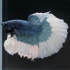 画像5: HM　ブルーバタフライ (5)