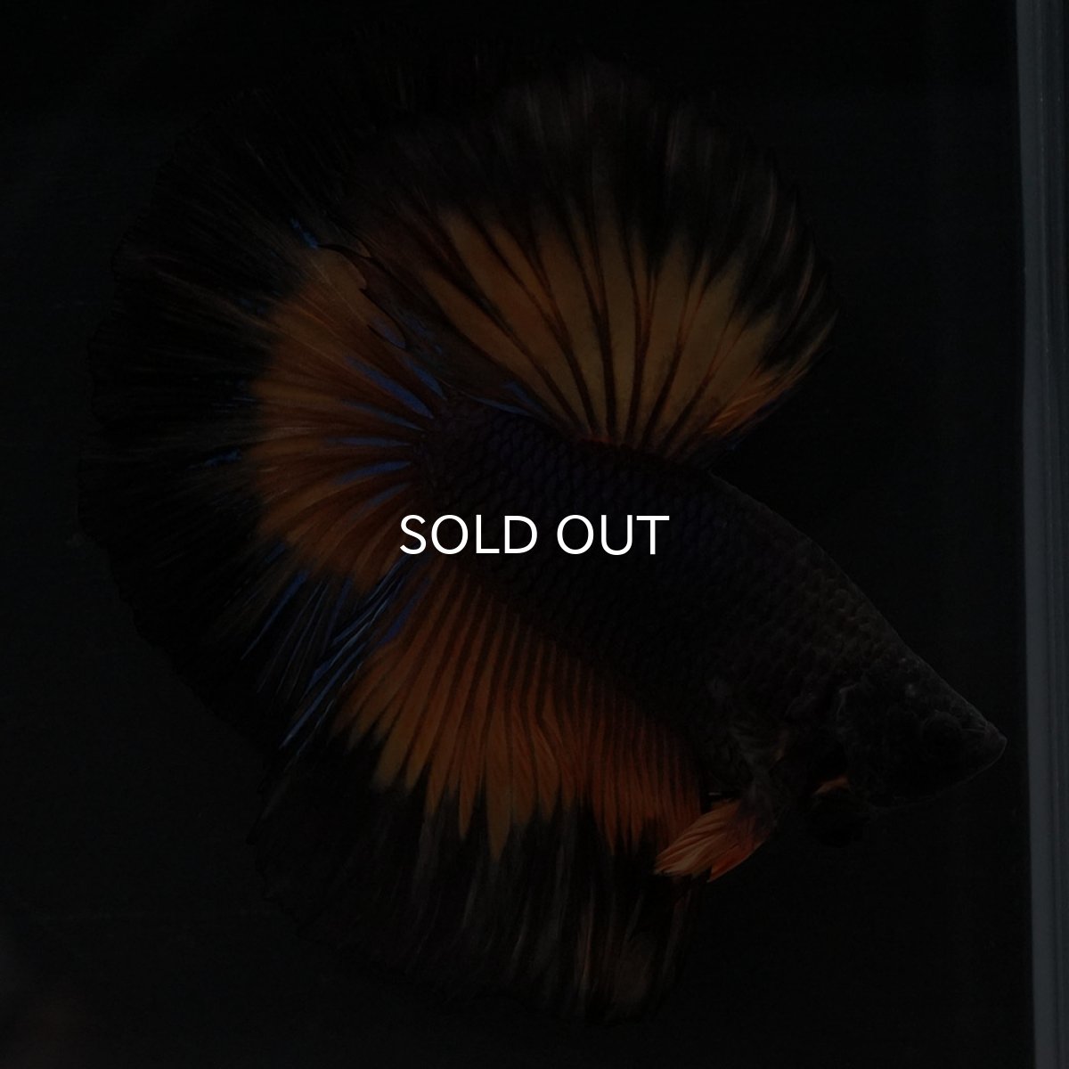 画像14: HM ブラックマスタード (14)