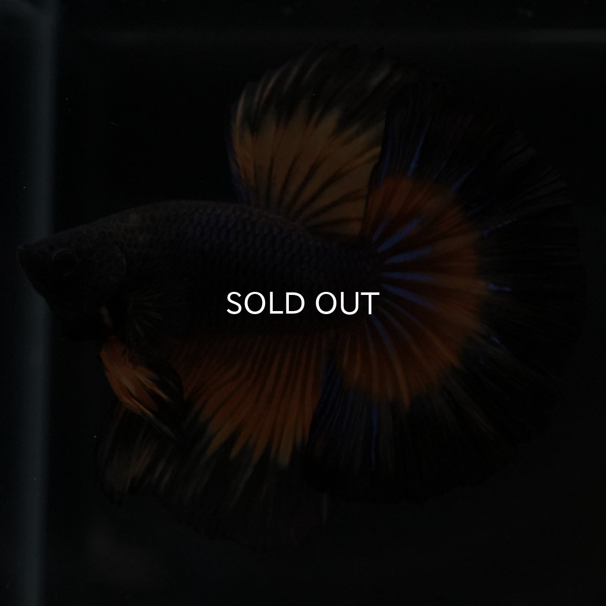 画像9: HM ブラックマスタード (9)