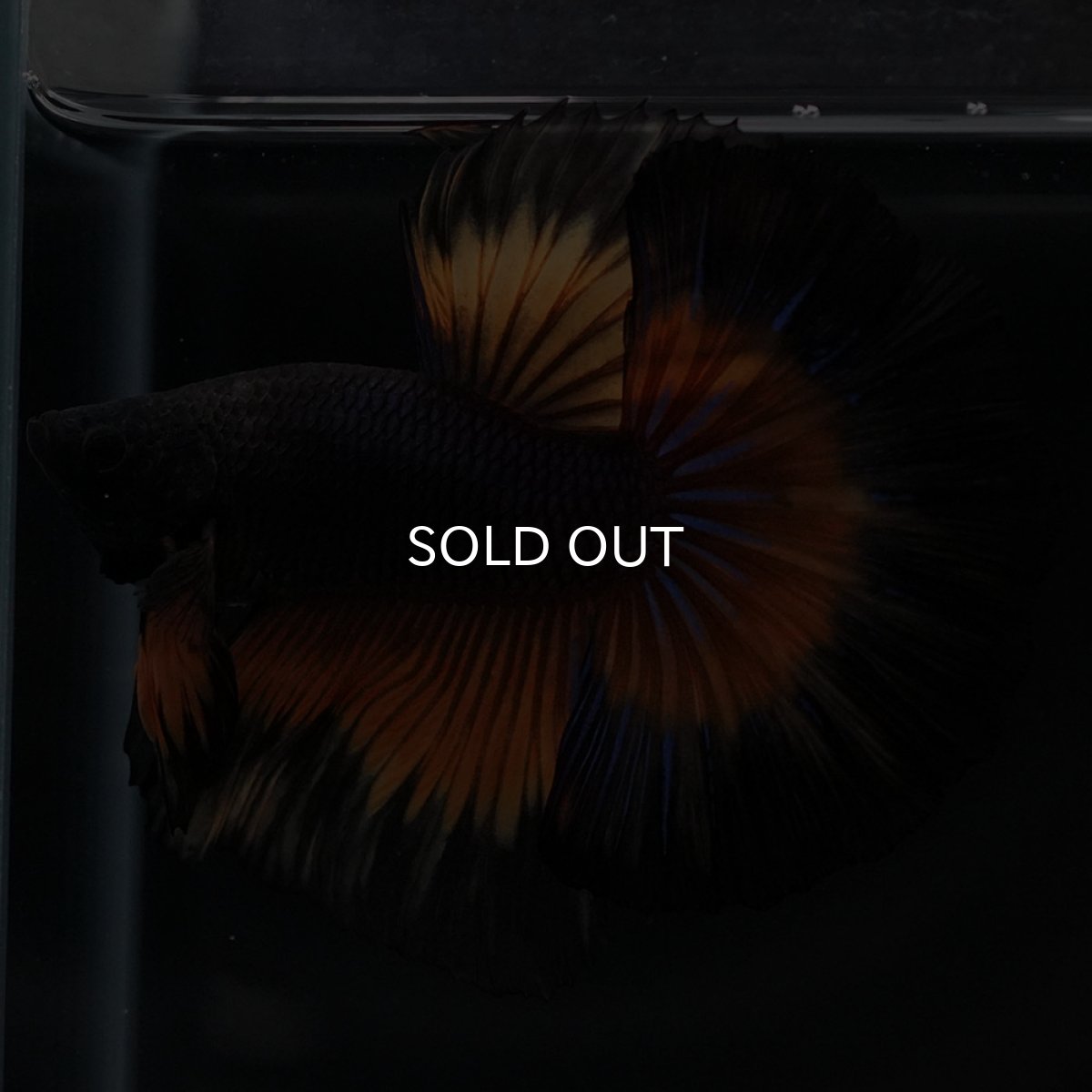 画像13: HM ブラックマスタード (13)