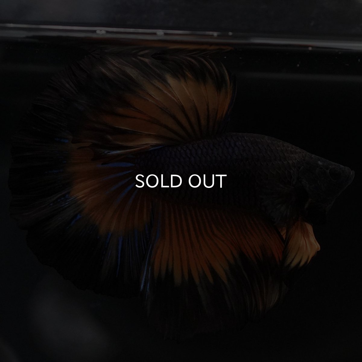 画像6: HM ブラックマスタード (6)