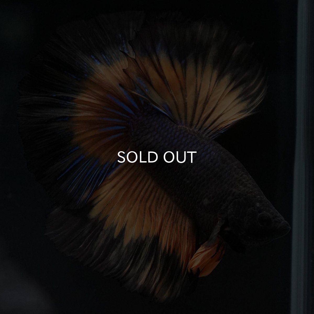 画像8: HM ブラックマスタード (8)