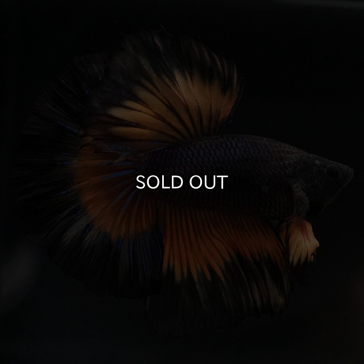 画像2: HM ブラックマスタード (2)