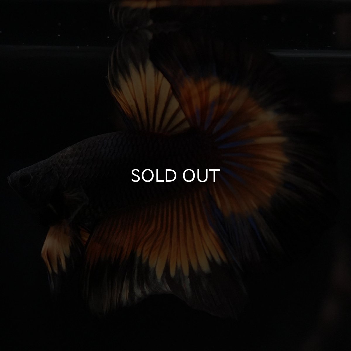 画像5: HM ブラックマスタード (5)