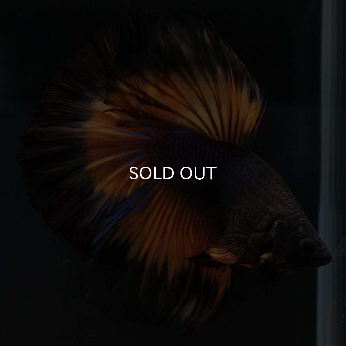 画像12: HM ブラックマスタード (12)