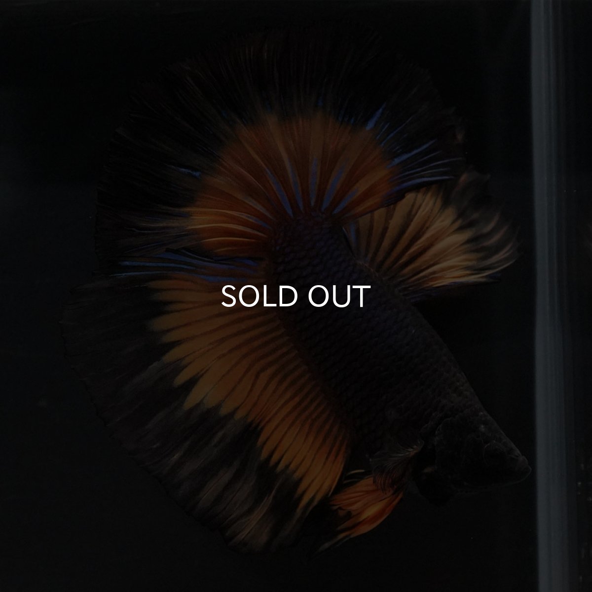 画像10: HM ブラックマスタード (10)