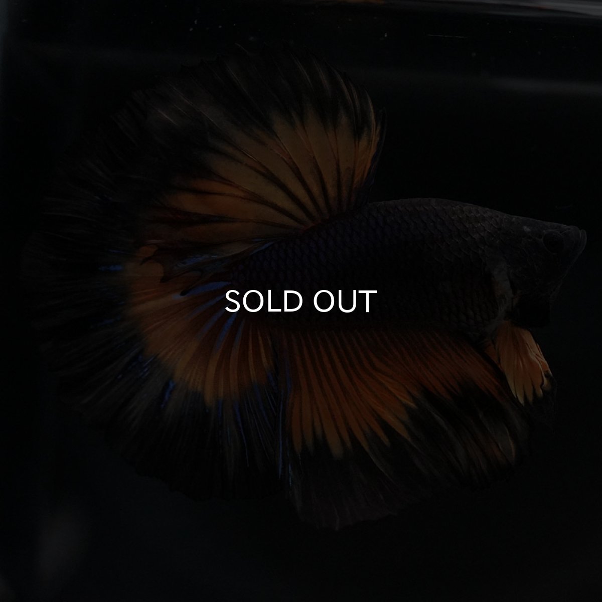 画像4: HM ブラックマスタード (4)