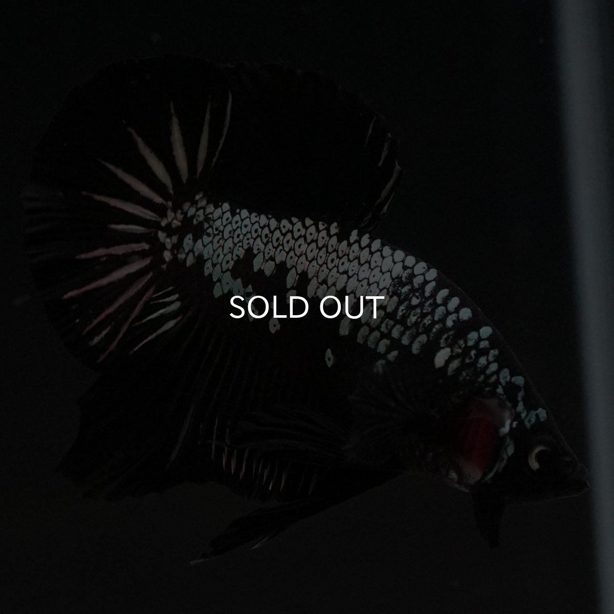 画像11: HMPK　ブラックサムライ (11)