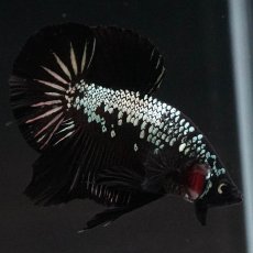 画像11: HMPK　ブラックサムライ (11)