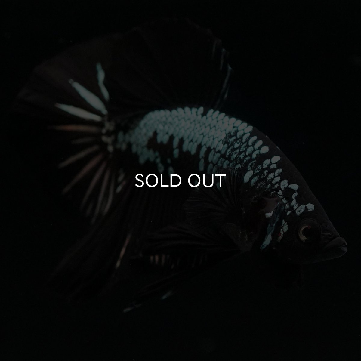 画像10: HMPK　ブラックサムライ (10)