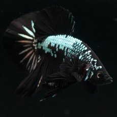 画像10: HMPK　ブラックサムライ (10)