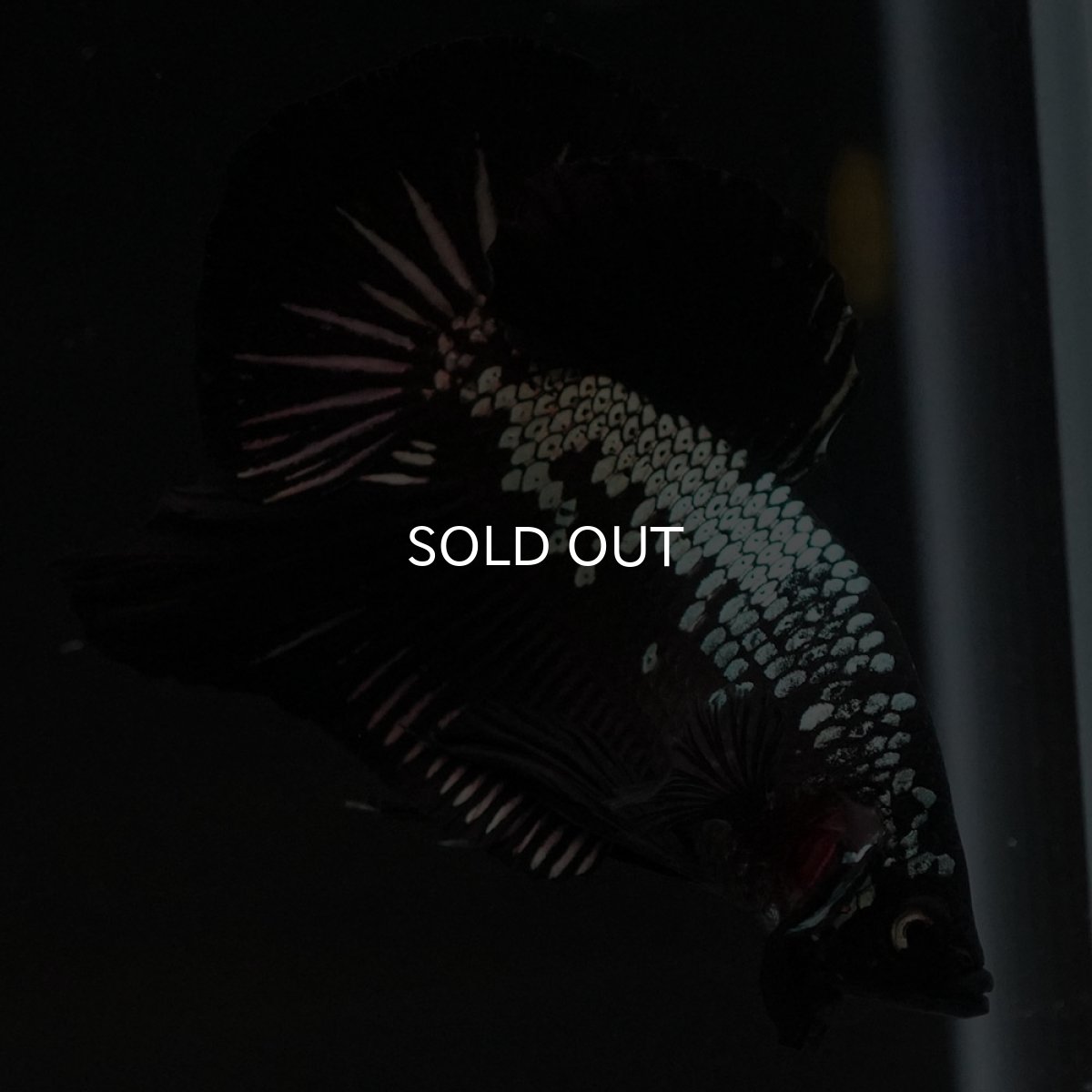 画像9: HMPK　ブラックサムライ (9)