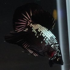 画像9: HMPK　ブラックサムライ (9)