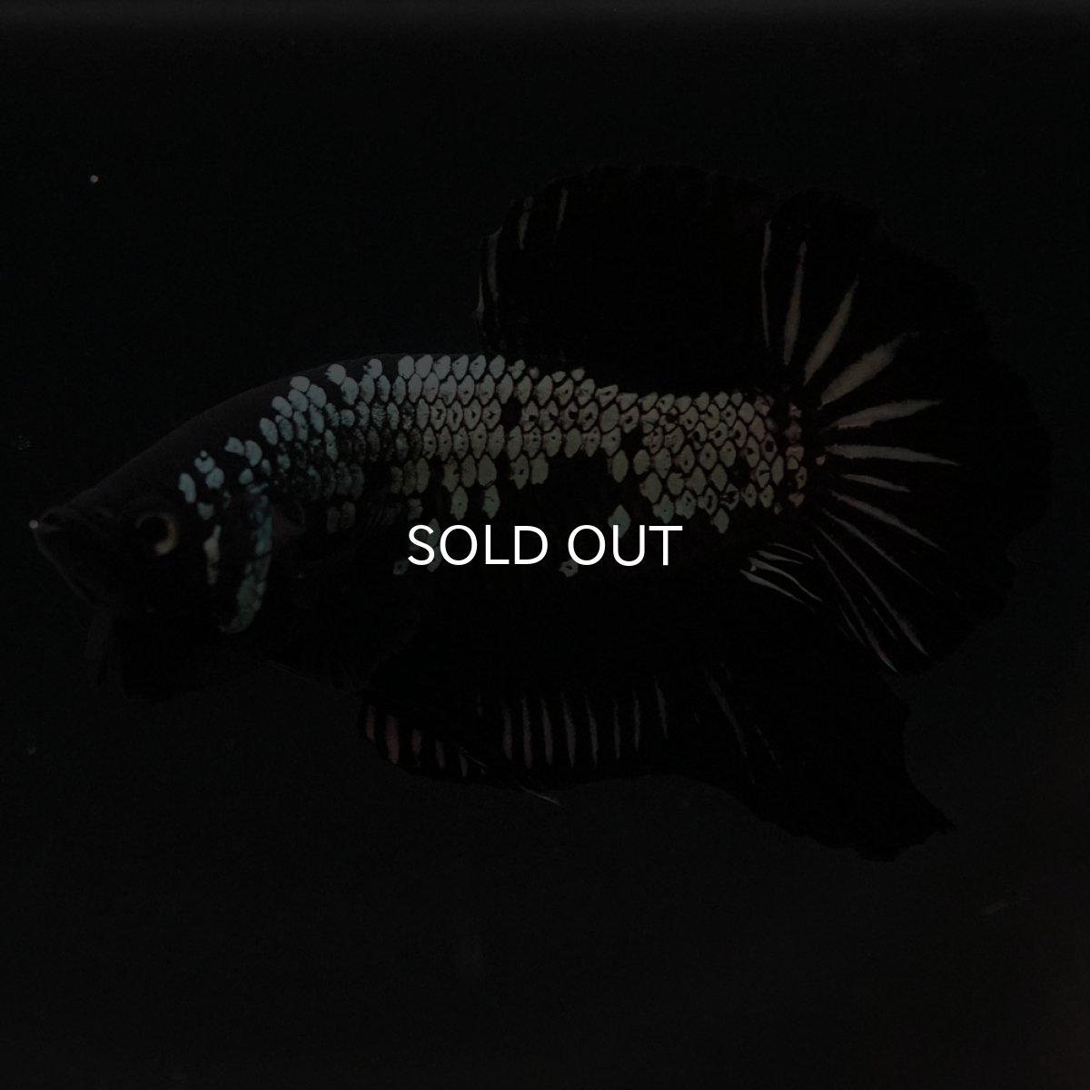 画像6: HMPK　ブラックサムライ (6)