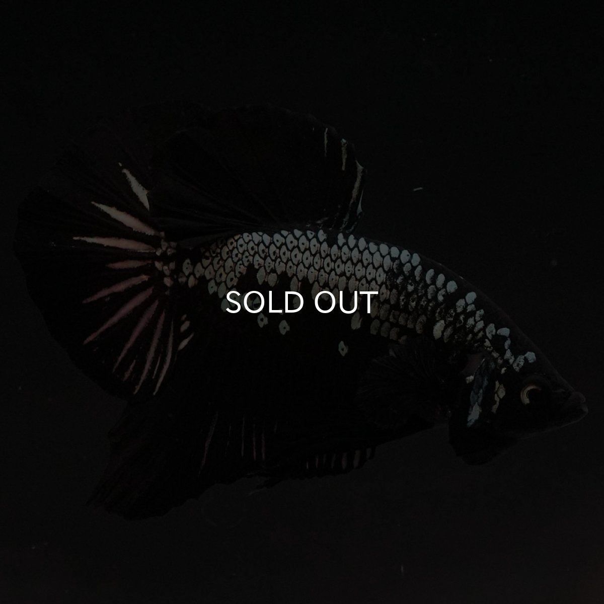 画像8: HMPK　ブラックサムライ (8)