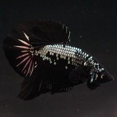 画像8: HMPK　ブラックサムライ (8)