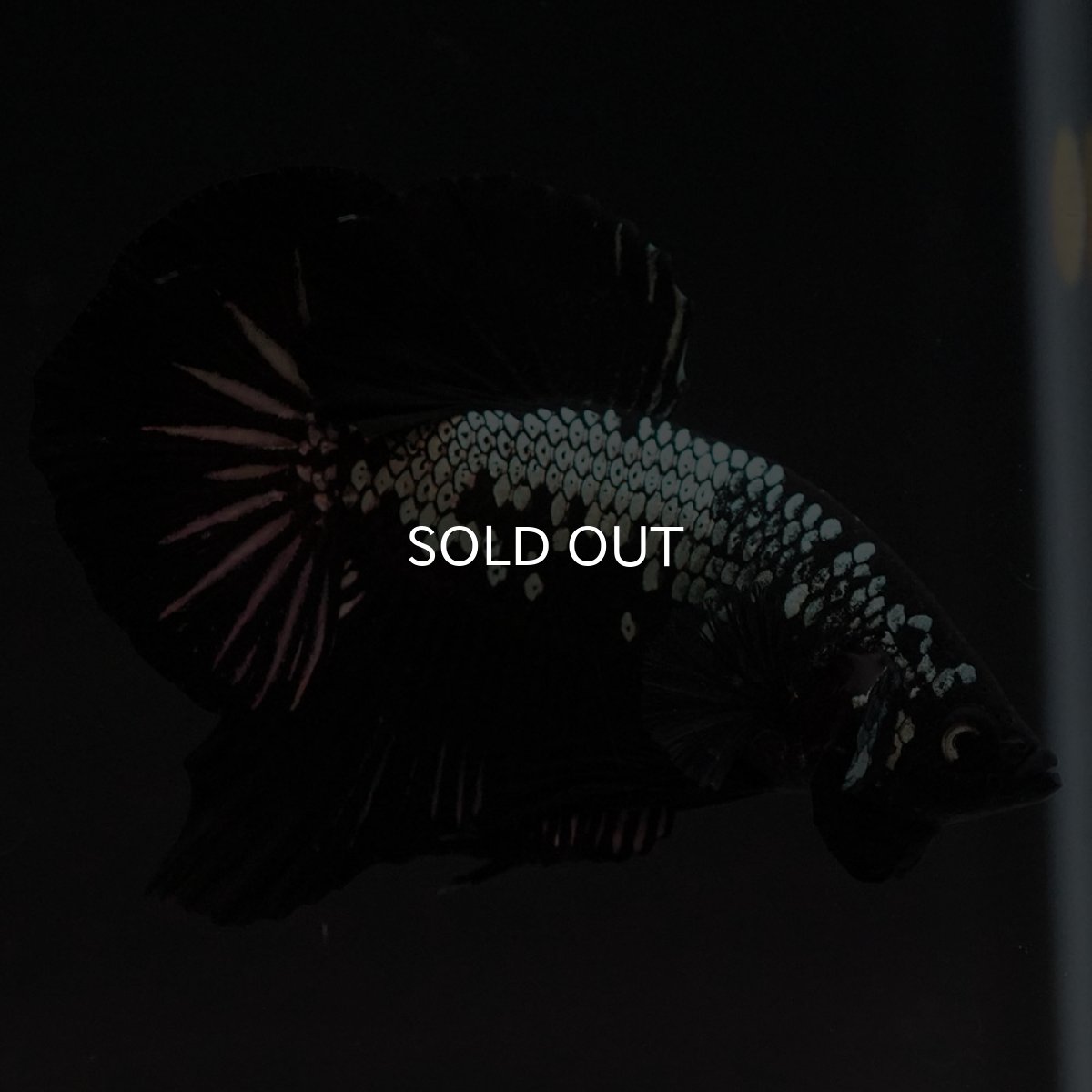 画像3: HMPK　ブラックサムライ (3)