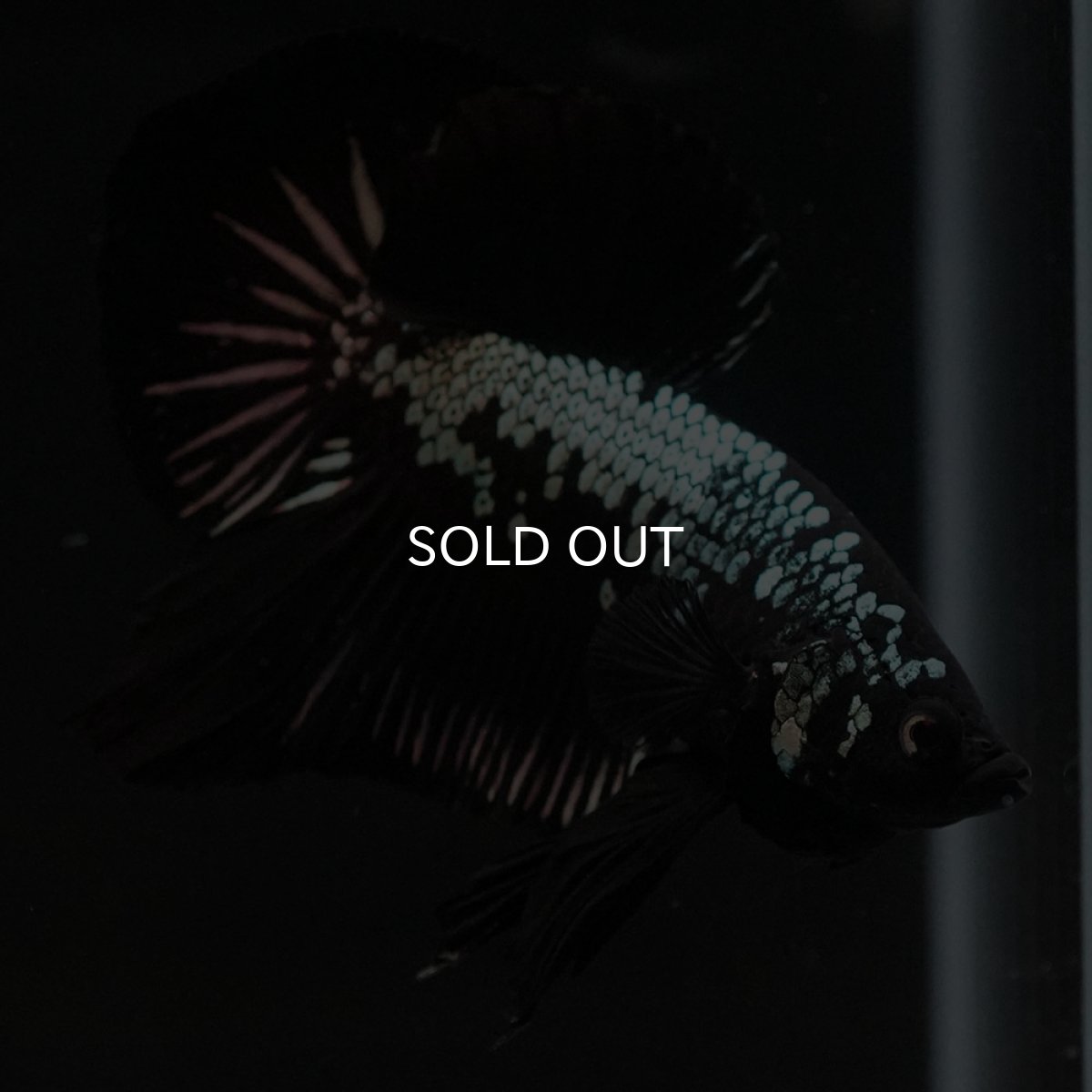 画像7: HMPK　ブラックサムライ (7)