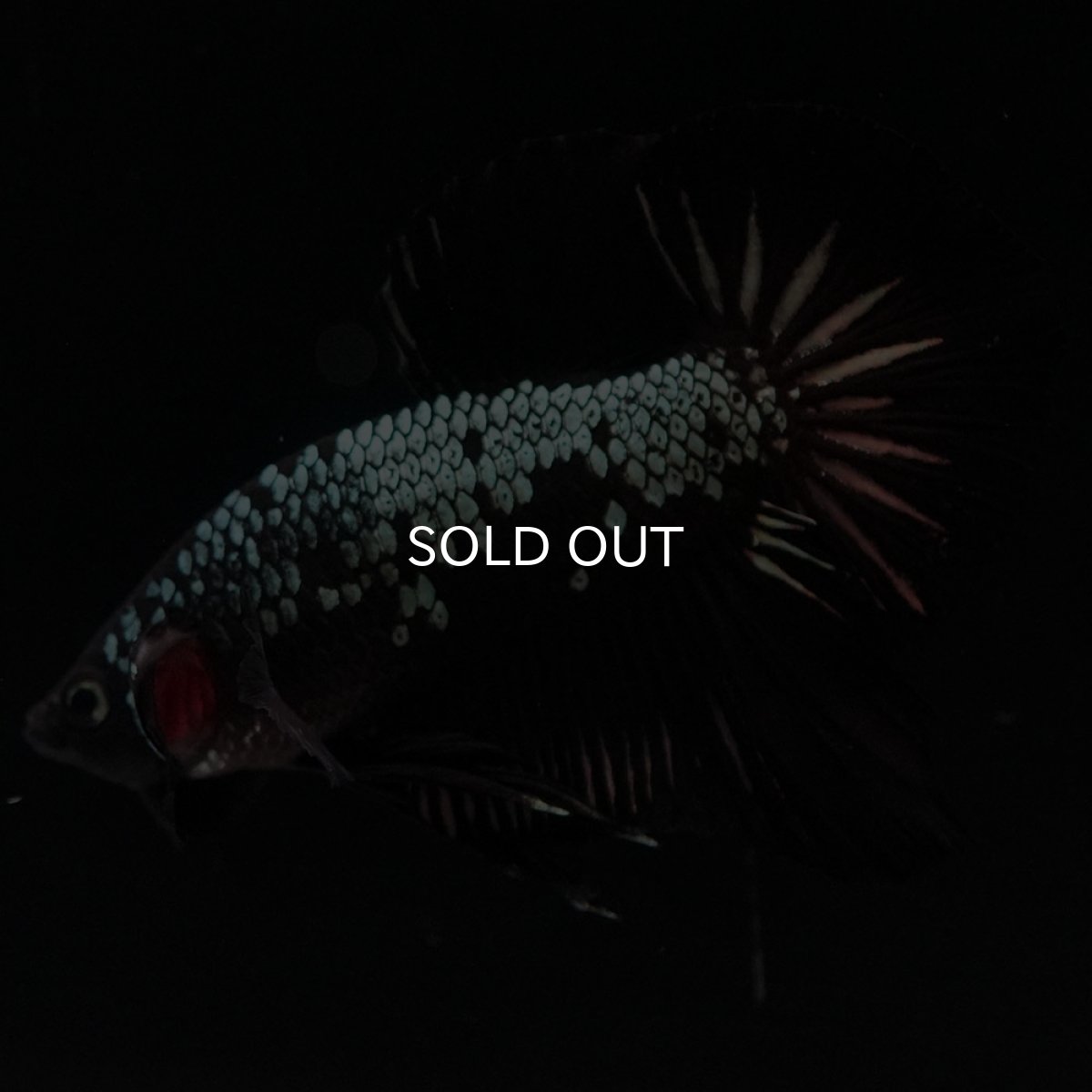 画像2: HMPK　ブラックサムライ (2)