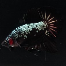 画像2: HMPK　ブラックサムライ (2)