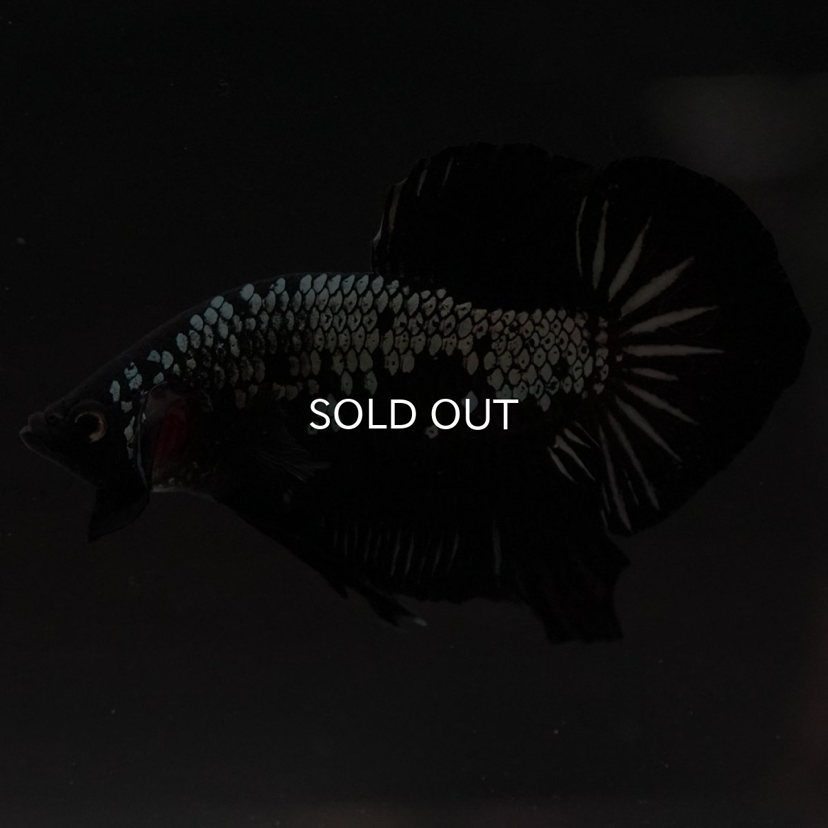 画像4: HMPK　ブラックサムライ (4)