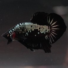 画像4: HMPK　ブラックサムライ (4)