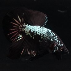 画像1: HMPK　ブラックサムライ (1)