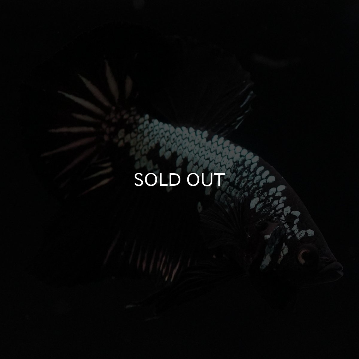 画像5: HMPK　ブラックサムライ (5)