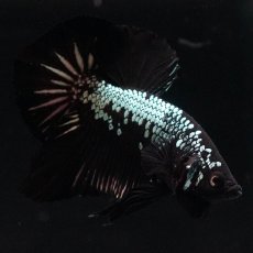 画像5: HMPK　ブラックサムライ (5)
