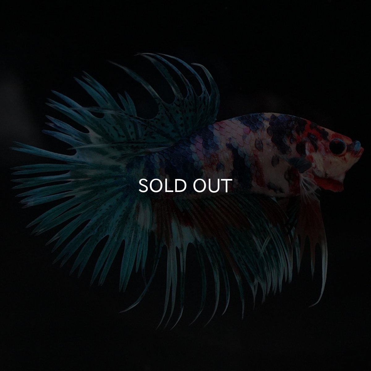 画像7: CT キャンディ (7)