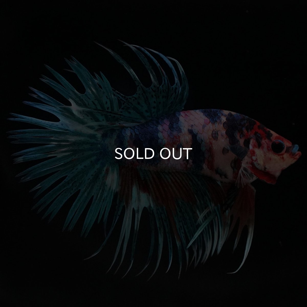 画像2: CT キャンディ (2)