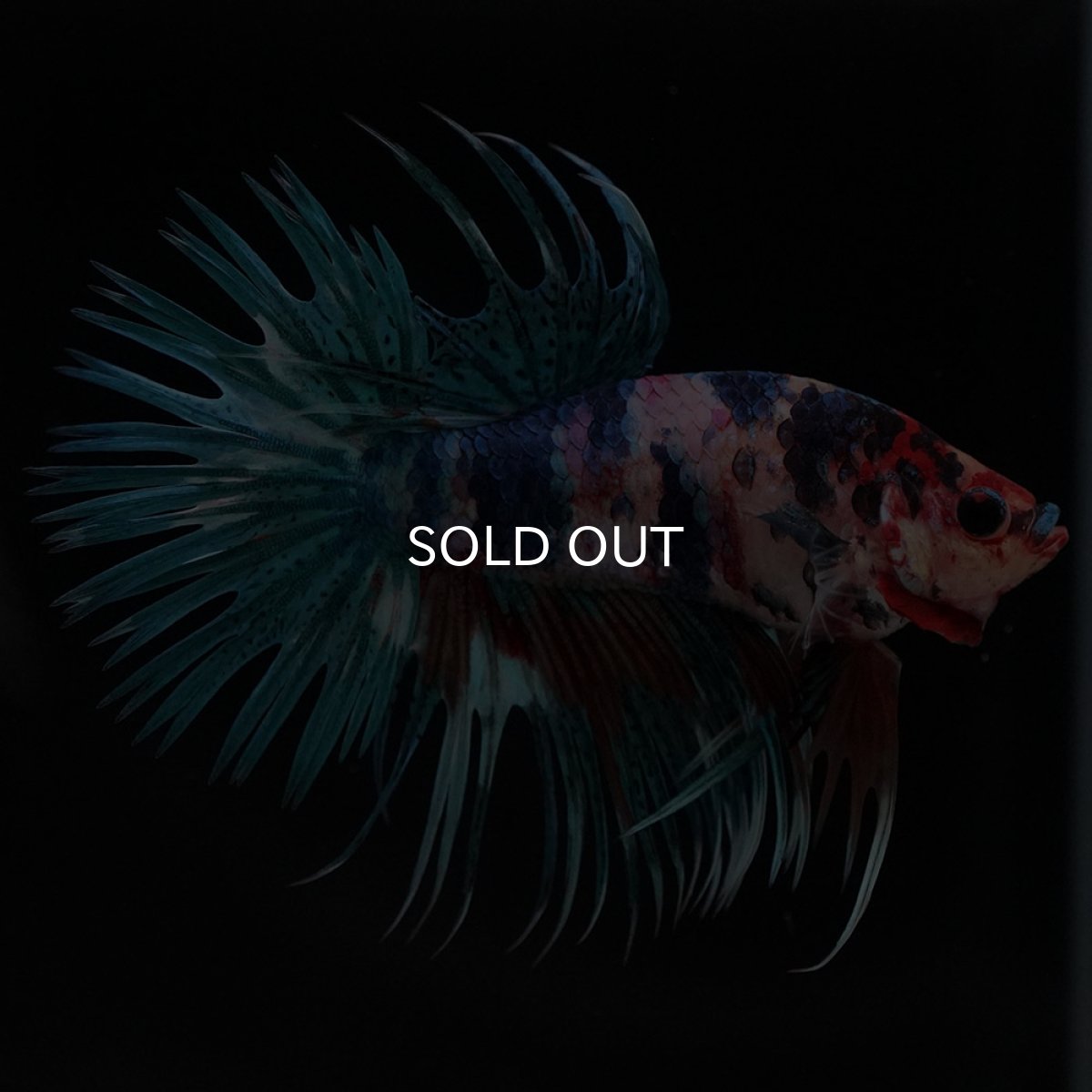 画像4: CT キャンディ (4)